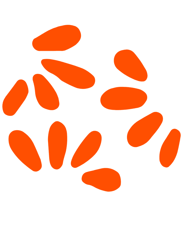 Shape 2
